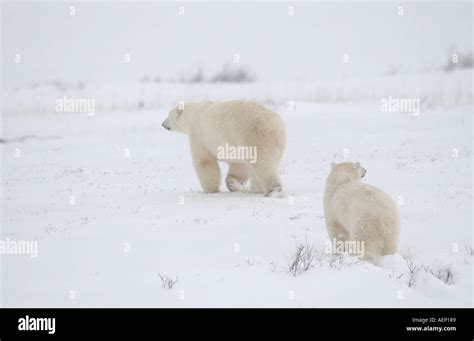 Polar Bears Canada Stock Photo - Alamy