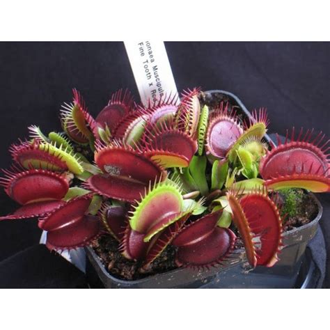 Jual Tanaman Karnivora Venus Flytrap Venusflytrap Vft Finetooth X Red