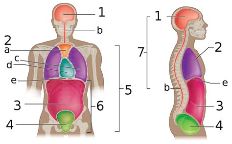 A P 1 Lab Exam 1 Diagram Quizlet