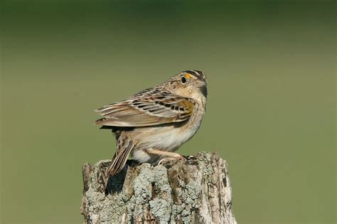 Grasshopper Sparrow threatened by loss of habitat | Audubon California