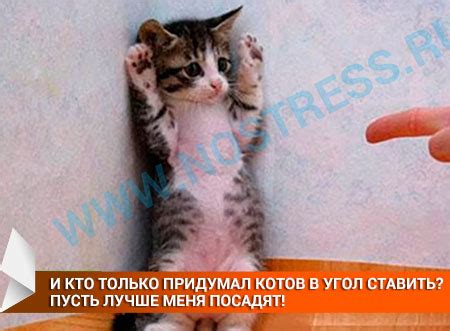 Пушистые антидепрессанты.