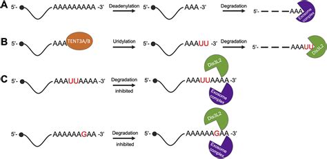 Mechanism Of Messenger Rna Mrna Degradation The Degra