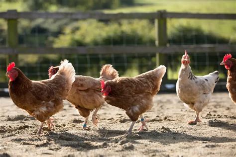 Como Criar Gallinas Ponedoras En Casa Y Mucho Más