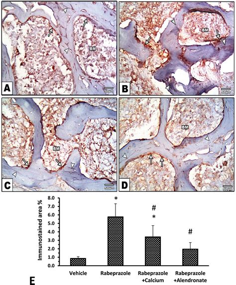 Frontiers Supplement With Calcium Or Alendronate Suppresses