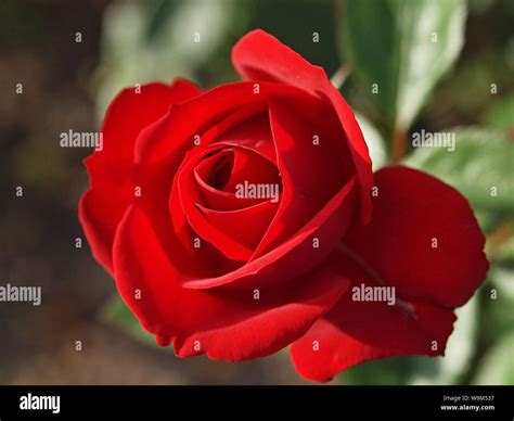 Macro Of A Blooming Red Rose Stock Photo Alamy