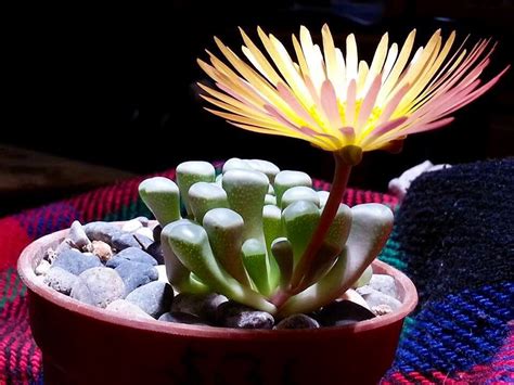 Fenestraria rophalophyla