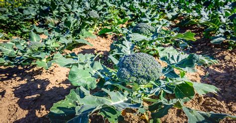 Broccoli How To Plant Grow And Care For Giy Plants