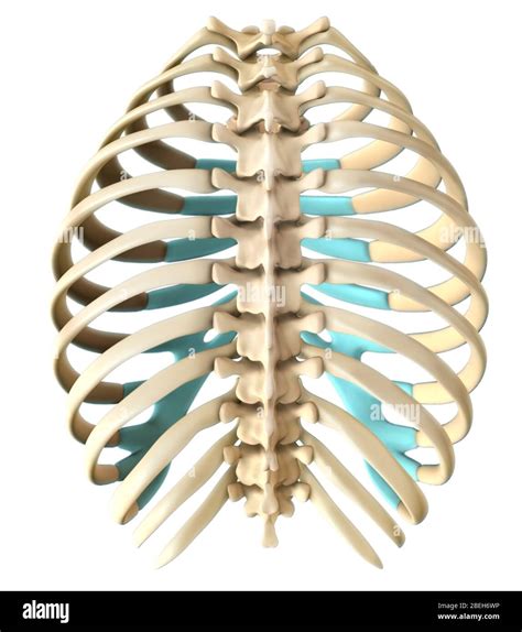 Rib Cage Structure