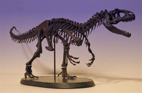 Allosaurus Fragilis Dinosaur Skeleton Model Kit 1899360947