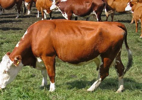 De unde vine vaca? Descoperă totul despre acest animal fascinant ...