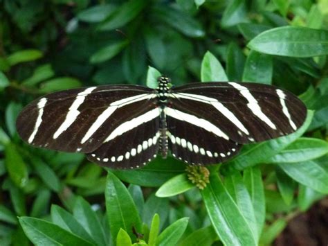 Five Butterflies In Central Florida Real Estate