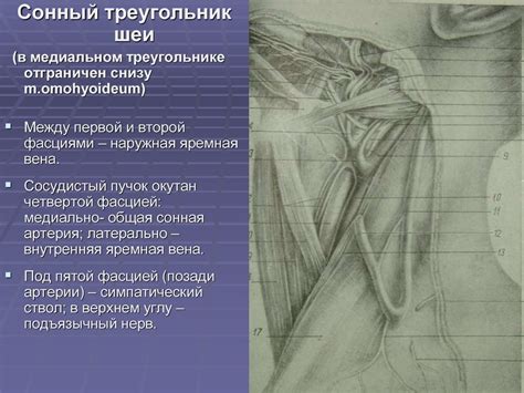 Топографическая анатомия и оперативная хирургия шеи - презентация онлайн