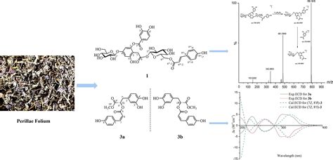 New depside and rosmarinic acid derivatives from Perilla frutescens and ...