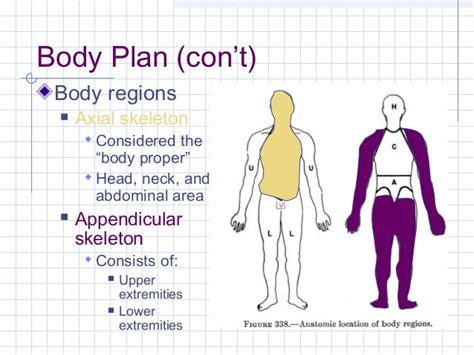 A And P Lecture 1 082310 Intro Descriptive Anatomy Anatomical Term