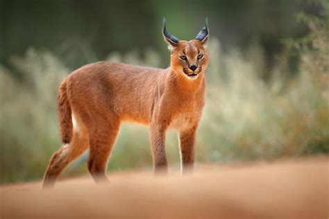 Caracal Cat Interesting Facts - Maine Coon Companion