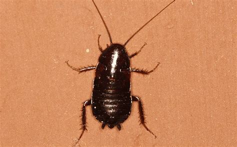 7 Types Of Cockroaches Found In North Carolina Nature Blog Network