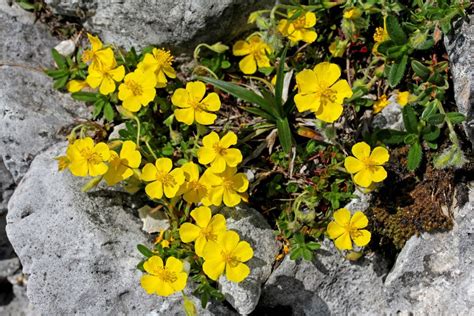 Eliantemo Helianthemum Specie E Cultivar Coltivazione