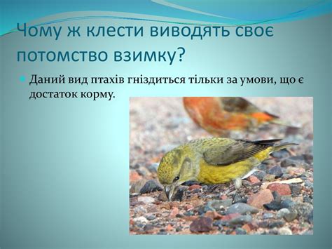 Птахи, які виводяь своє потомство взимку - презентация онлайн