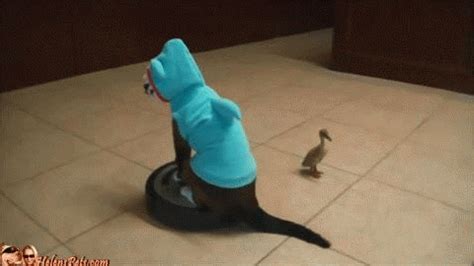 Cat Roomba GIF - Find & Share on GIPHY