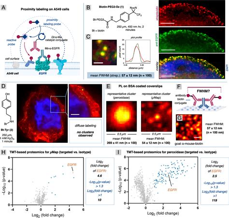 Pdf Radius Measurement Via Super Resolution Microscopy Enables The