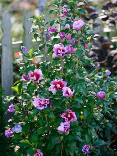 Growing The Purple Pillar Rose Of Sharon Perennial Tree Shrub