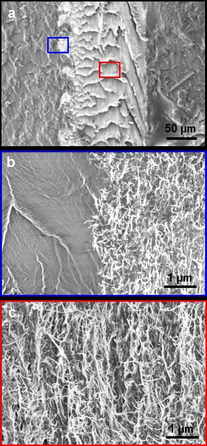 Figure S A C Sem Images Of A Bare Aligned Mwcnt Sandwiched By Epoxy