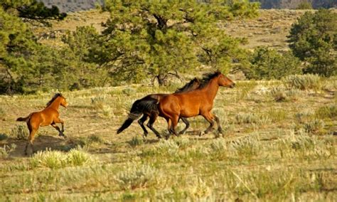 Black Hills Wild Horse Sanctuary Alltrips