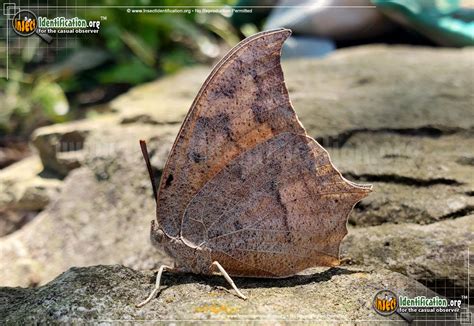 Goatweed Leafwing Butterfly