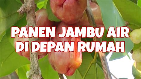 Panen Jambu Air Berbuah Lebat Youtube