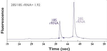 RNAqueous 96 Total RNA Isolation Kit Thermo Fisher Scientific