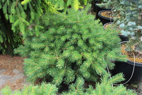 Pinus Sylvestris Hillside Creeper Specimen Conifer Kingdom