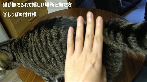 猫と仲良くなるコツ☆猫が喜ぶ撫で方と嫌がる触り方を部位別に解説【動画あり】 かれんともみじの「快適猫暮らし」