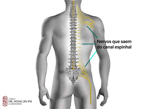 Anatomia da Coluna Vertebral O que você precisa saber Clínica Dr