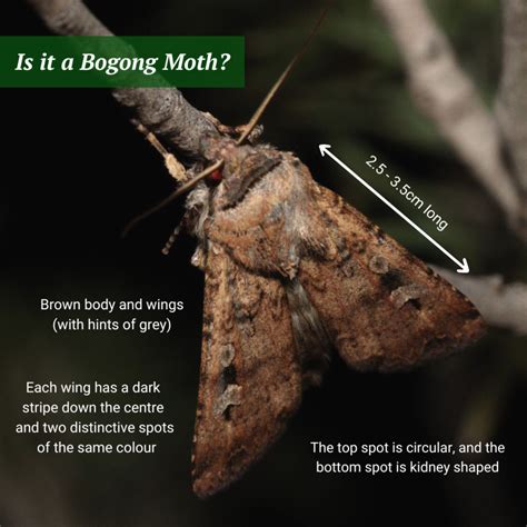 Moth Tracker The Royal Society Of Victoria