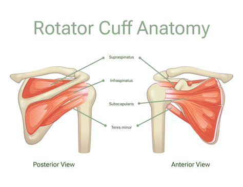 Understanding Healing Can A Torn Rotator Cuff Heal On Its Own Dr Eric Giang