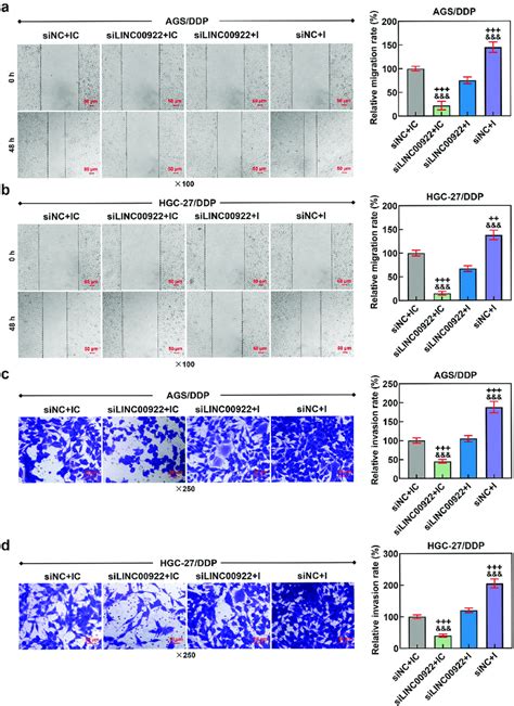 Downregulated Mir P Eliminated The Effects Of Linc Silencing