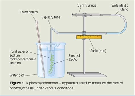 Pondweed pract | Science Technician Community