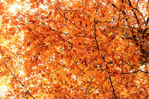1400 Autumn Tree Looking Up Colorful Fall Leaves Stock Photos