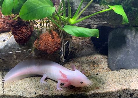 Foto De Leucistic Axolotl Ambystoma Mexicanum In Beautiful Planted