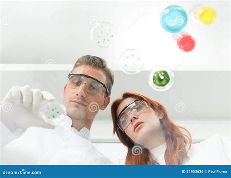 Scientists Examining Petri Dish In Lab Stock Photo Image Of Medical