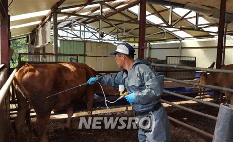 경산시 추계 가축 전염병 예방접종 실시 뉴스로