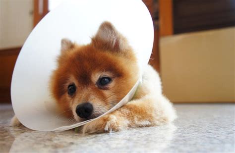 6 ways to prevent diabetes in dogs - Pet Knowledge