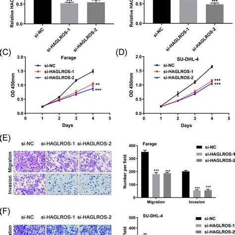 HAGLROS Knockdown Inhibits DLBCL Cell Proliferation Migration And