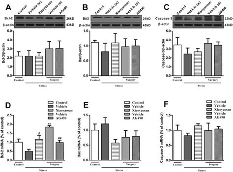 Effects Of Xiaoyaosan On The Expression Of The Bcl 2 Bax And Caspase 3