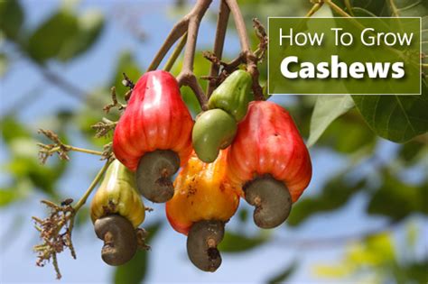 How To Grow Cashew Nuts