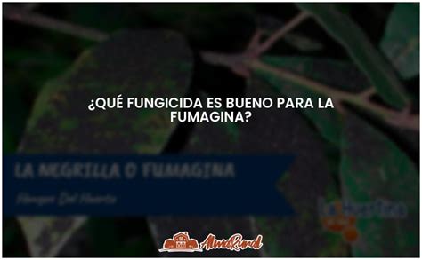 Mejor Fungicida Para Eliminar La Fumagina ALMARURAL