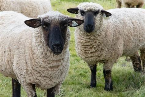 What Is The Biggest Sheep Breed In The World 6 Large Sheep Breeds