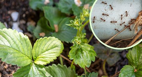 Planta Banal Care Te Scap Definitiv De Furnici Nu Se Vor Mai Apropia