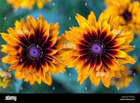 Rudbeckia Bicolor Hi Res Stock Photography And Images Alamy