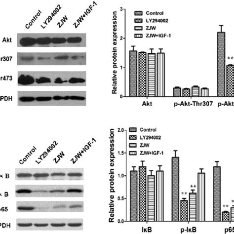 Schematic Summary Of The Inhibition Mechanisms Of ZJW On The